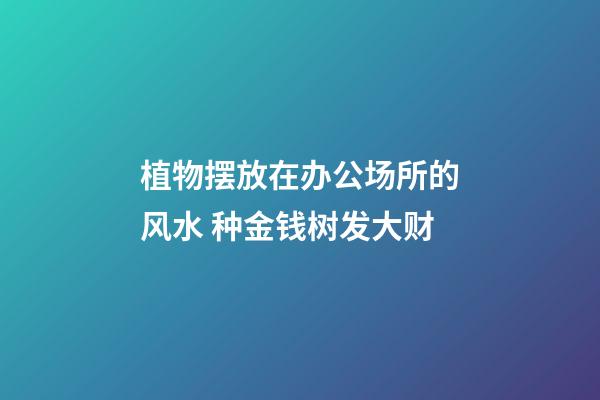 植物摆放在办公场所的风水 种金钱树发大财
